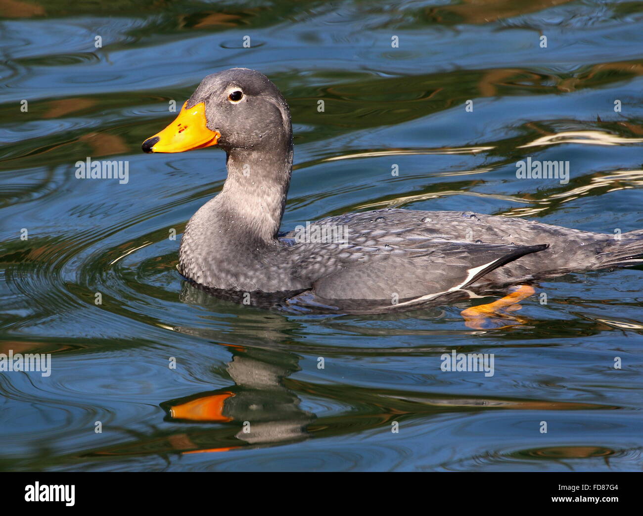 Swimming South American Fuegian Steamer Duck a.k.a. Magellanic