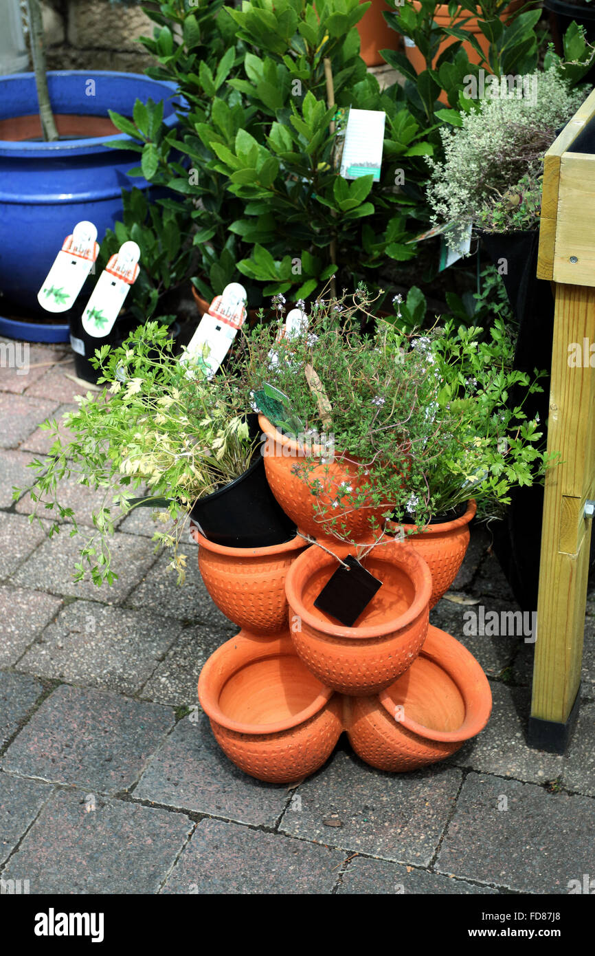 Growing herbs in Terracotta pots for sale at garden nursery Stock Photo