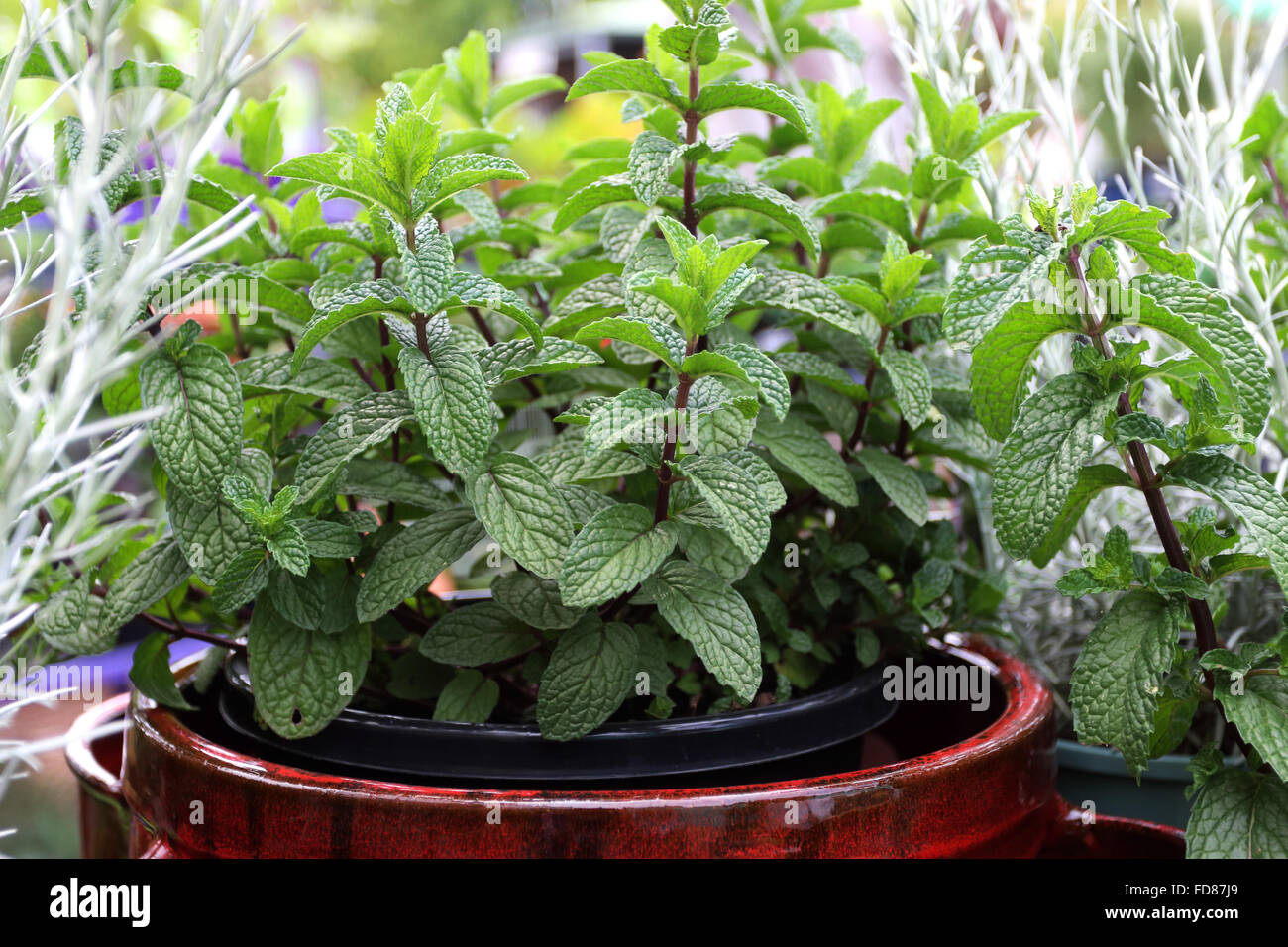 Close up of spearmint plant or known as Mentha spicata Stock Photo