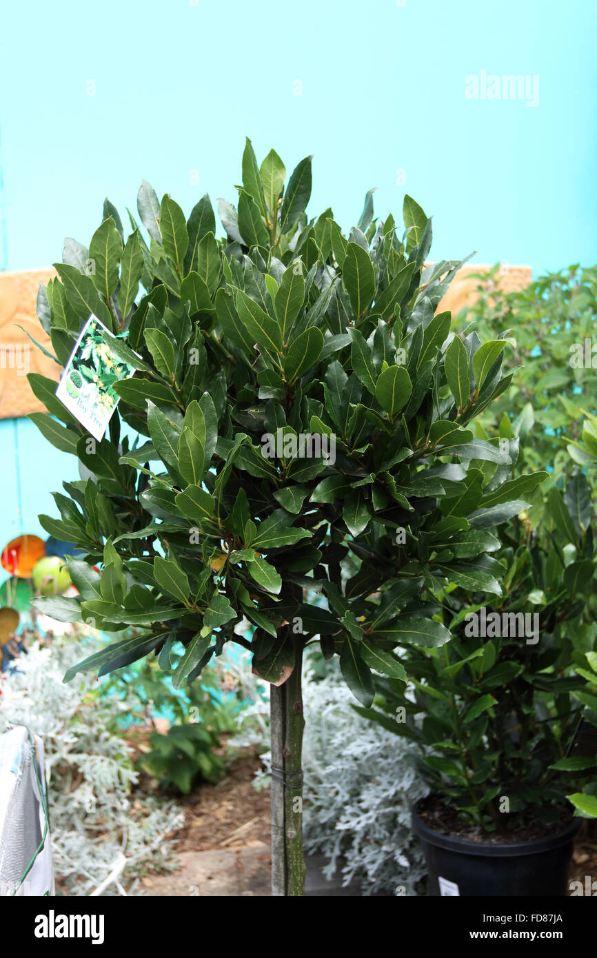 Growing bay leaves in a garden Stock Photo Alamy