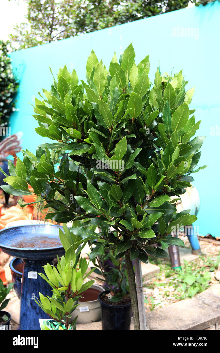 Bay tree in pot hires stock photography and images Alamy
