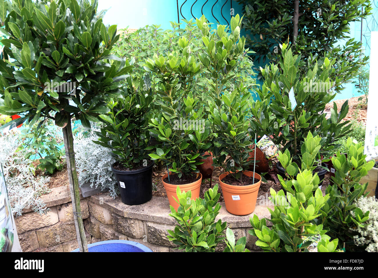 Growing bay leaves in a pot Stock Photo Alamy
