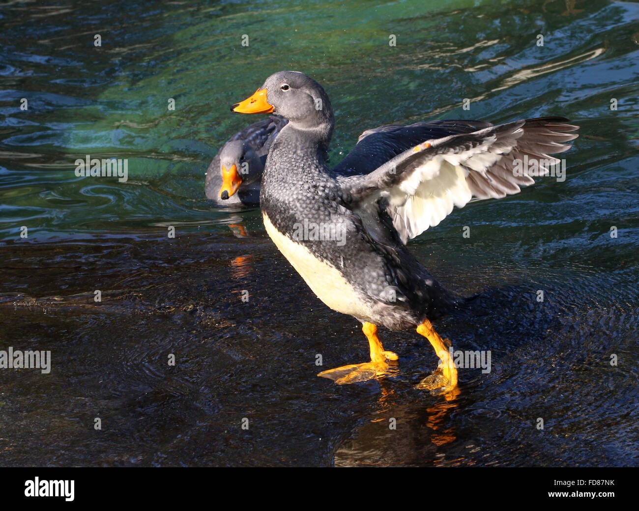 Male South American Fuegian Steamer Duck flapping his wings. A.k.a