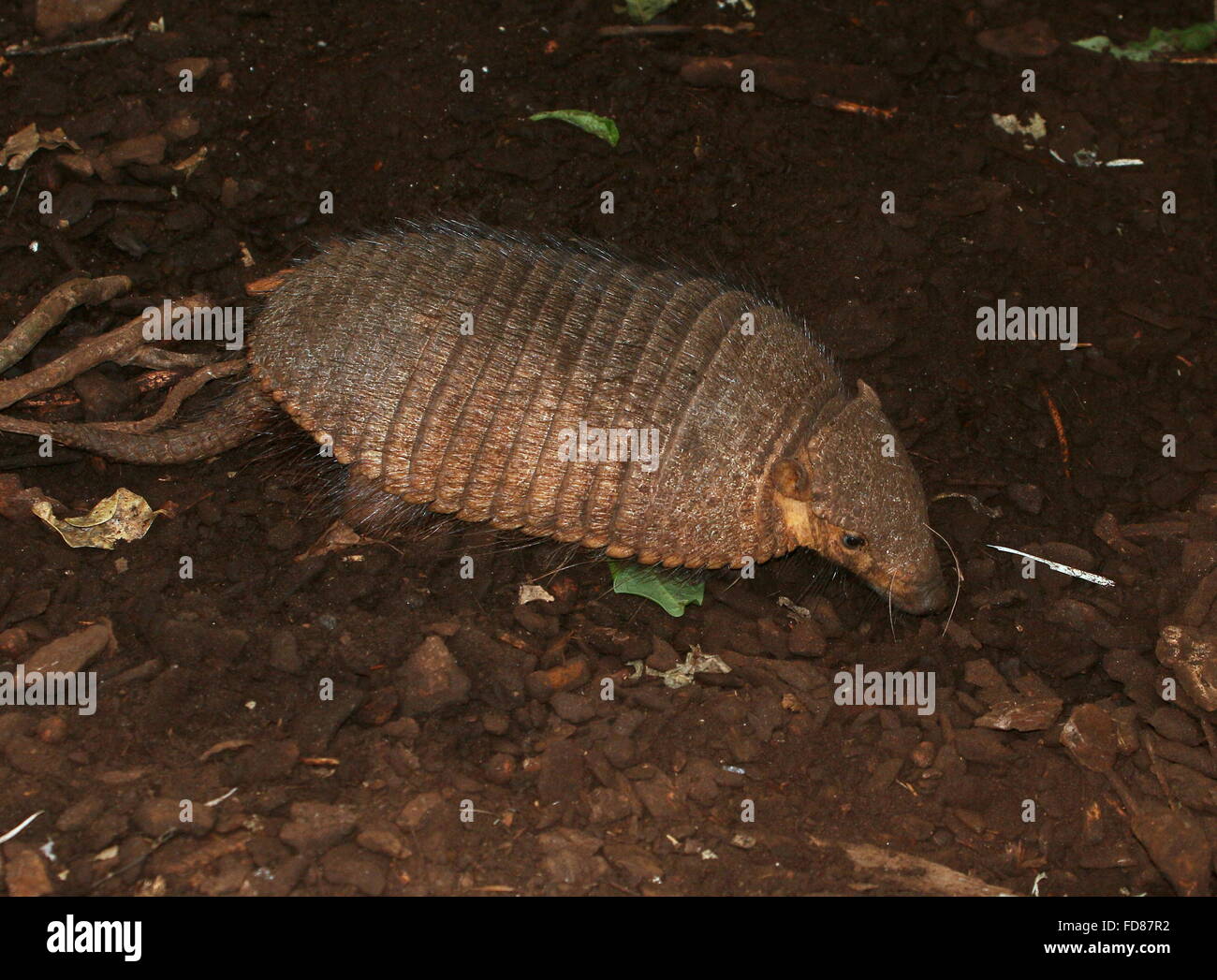 South American big hairy armadillo (Chaetophractus villosus) exploring Stock Photo