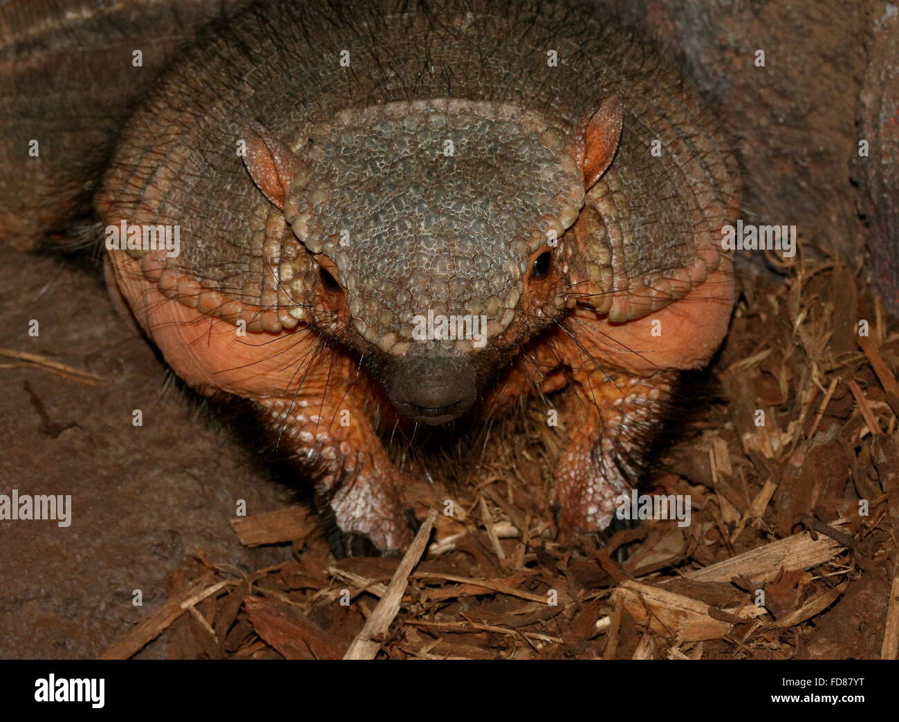 South American big hairy armadillo (Chaetophractus villosus) facing the camera Stock Photo