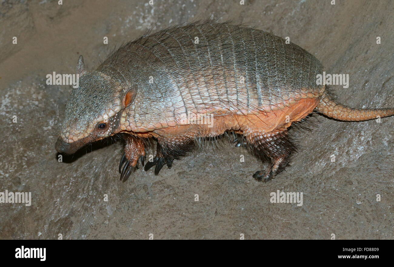 Closeup of a South American big hairy armadillo (Chaetophractus villosus) seen in profile Stock Photo