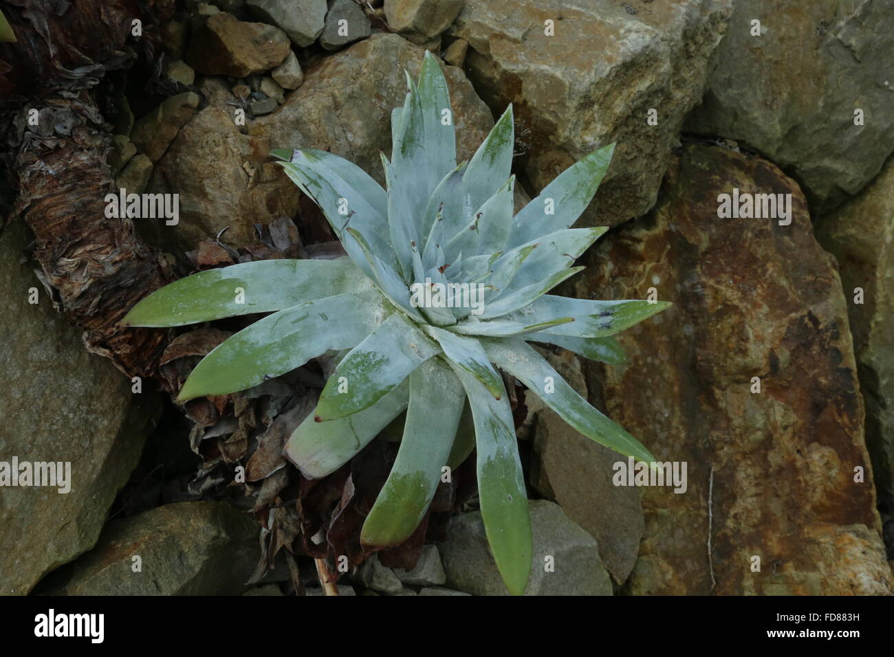Dudleya anthonyi, a rare succulent from California. and Santa Maria Island Stock Photo