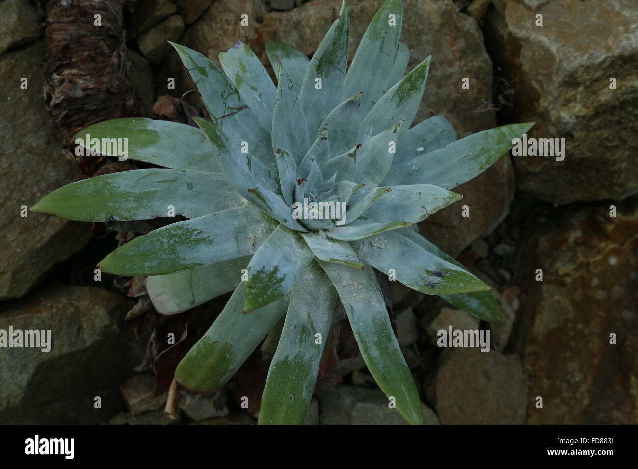 Dudleya anthonyi, a rare succulent from California. and Santa Maria Island Stock Photo
