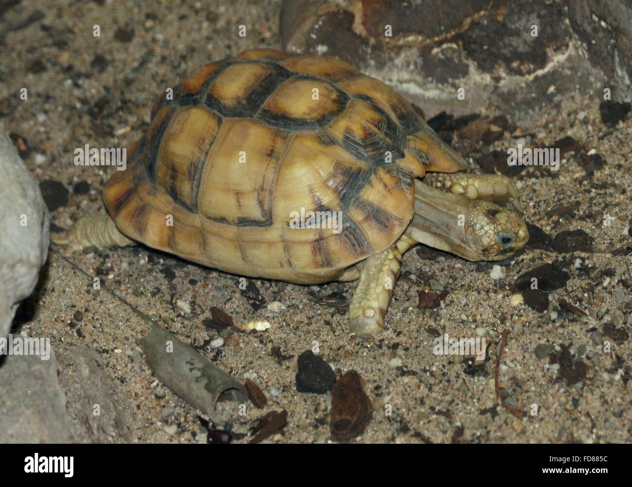 Egyptian tortoises hi-res stock photography and images - Alamy