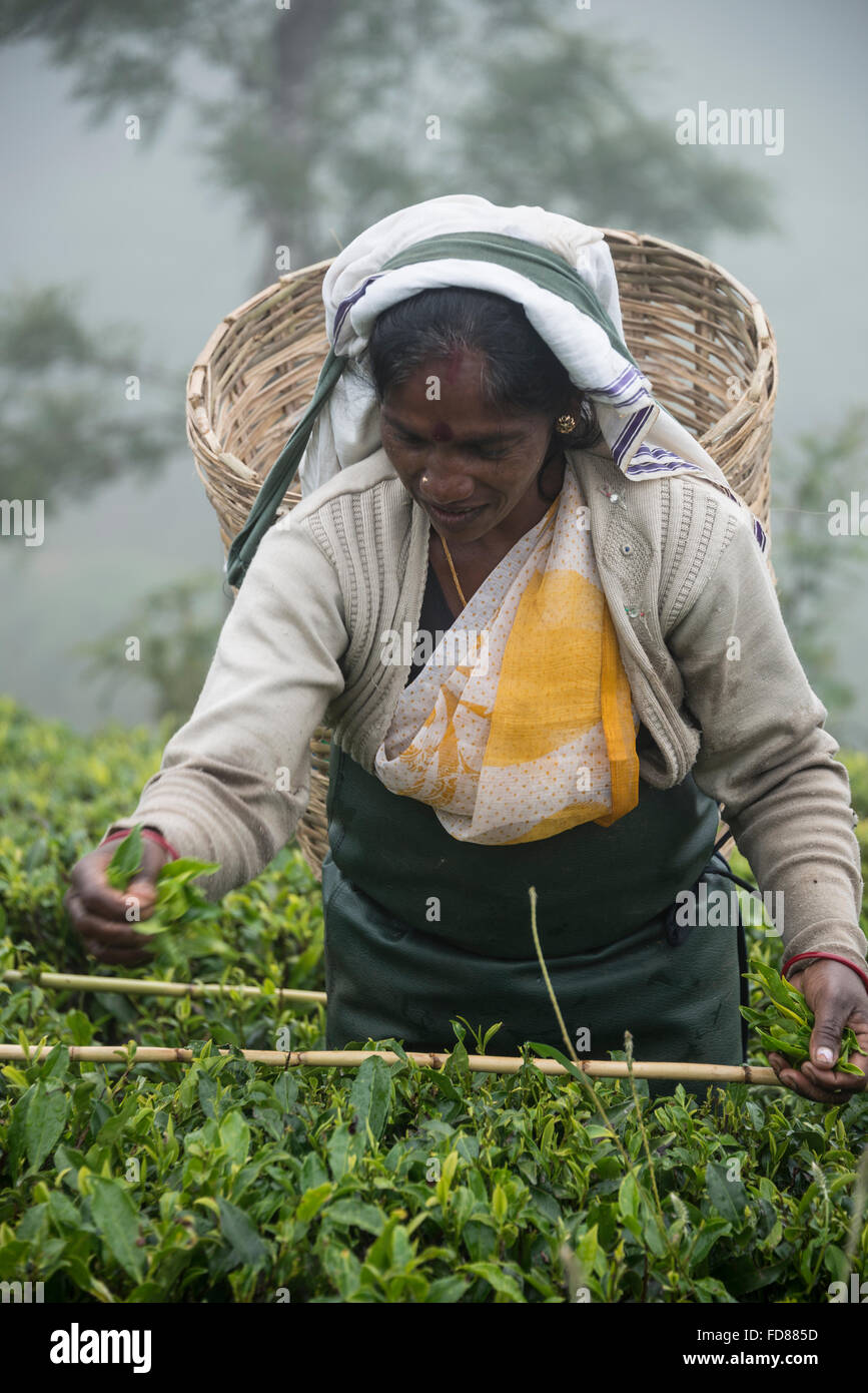 A Tamil tea picker picking tea leaves  on the Hethersett tea plantation close to the 4 stars Heritance Tea Factory Stock Photo