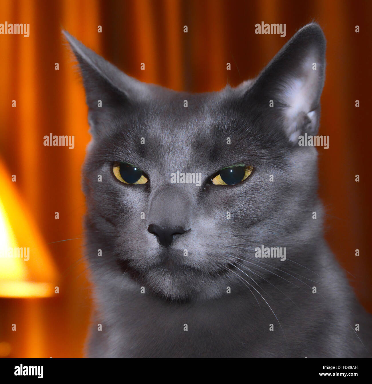 Arrogant house cat Stock Photo