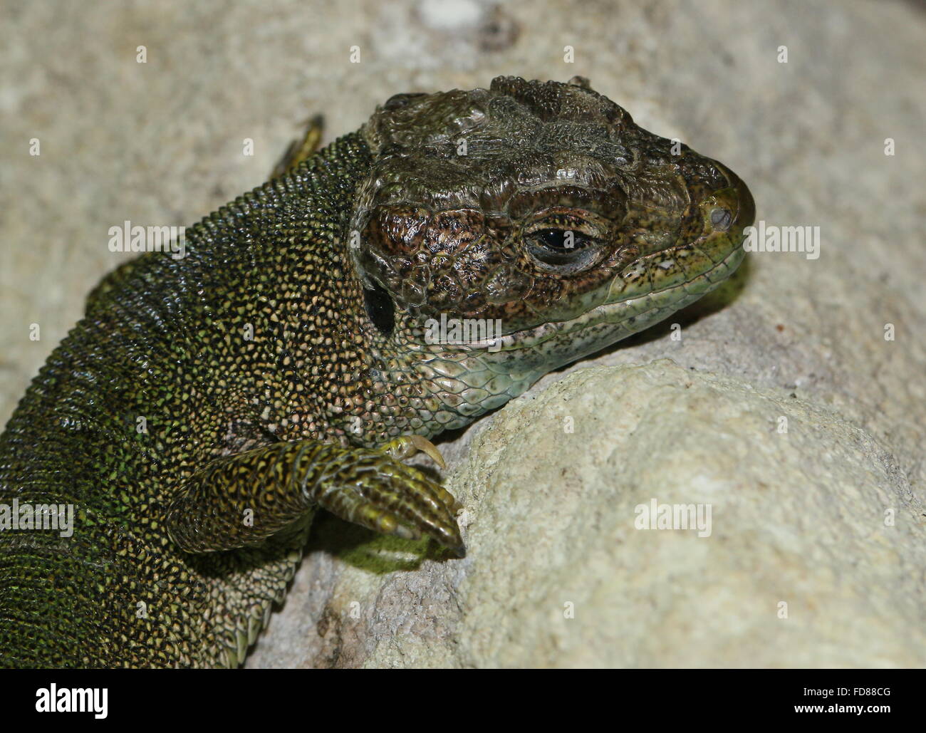 Closeup of a Southern European green lizard (Lacerta viridis) Stock Photo