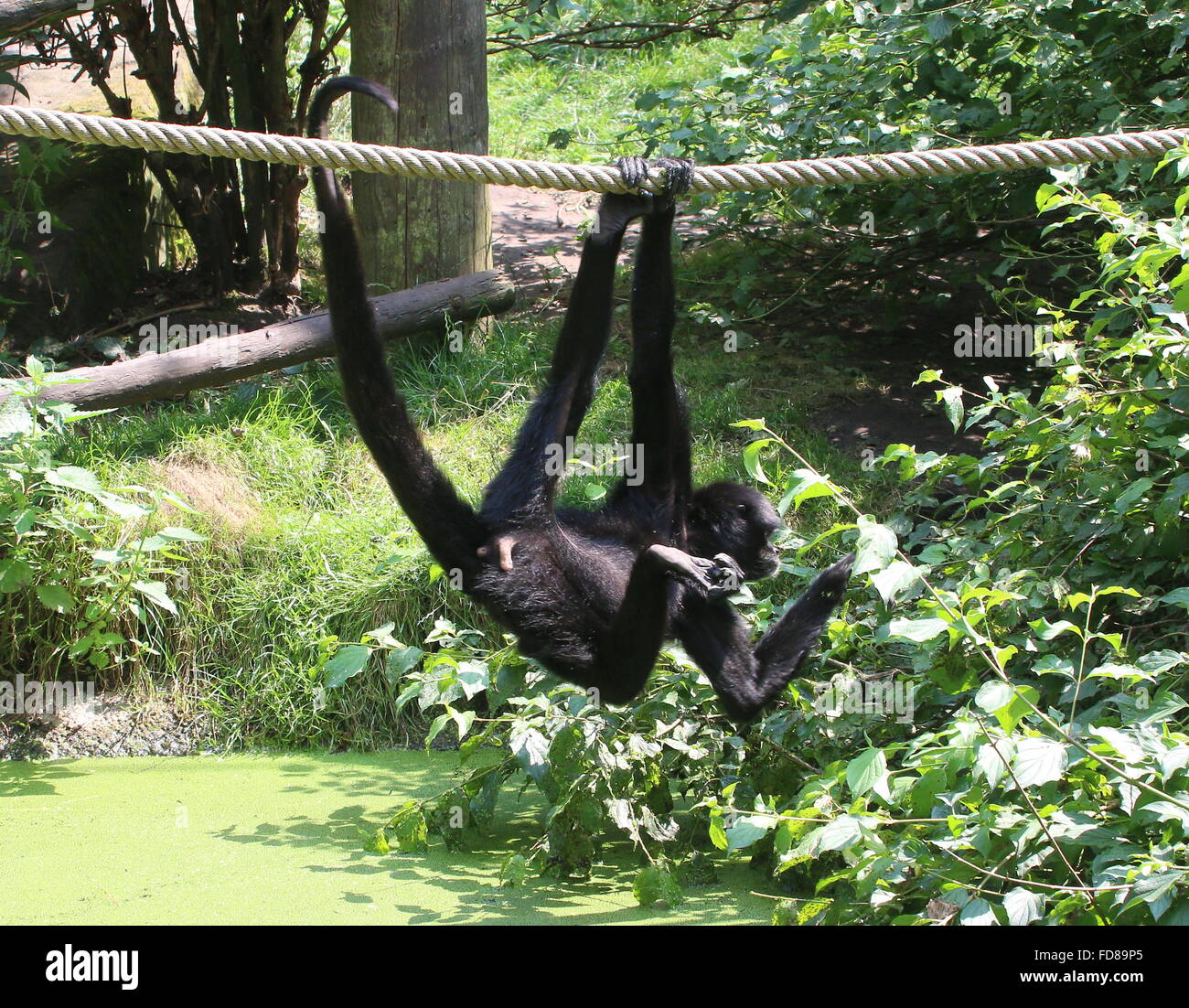 Colombian Black-headed spider monkey (Ateles fusciceps Robustus) hanging from the ropes by his prehensile tail at a Dutch Zoo Stock Photo