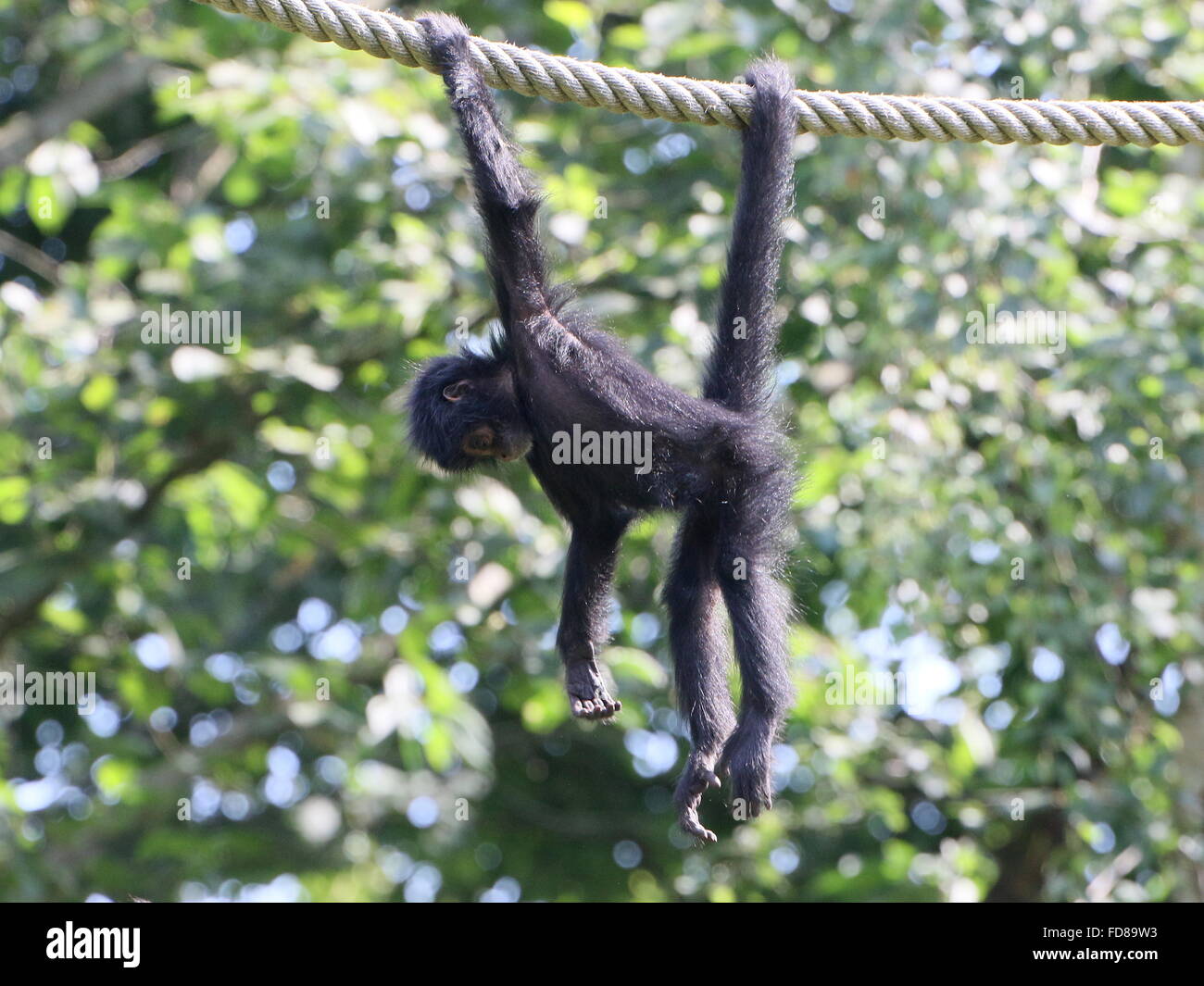 Juvenile Colombian Black-headed spider monkey (Ateles fusciceps Robustus) using prehensile tail, hanging from a rope at a zoo Stock Photo