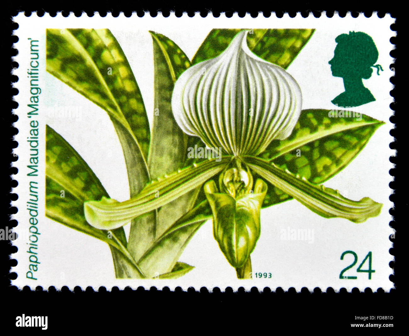 Postage stamp. Great Britain. Queen Elizabeth II. 1993. 14th. World Orchid Conference, Glasgow. 24p. Stock Photo