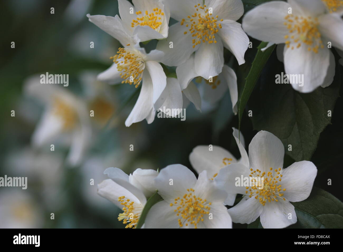 Close-Up Of Jasmine Flowers Growing On Tree Stock Photo