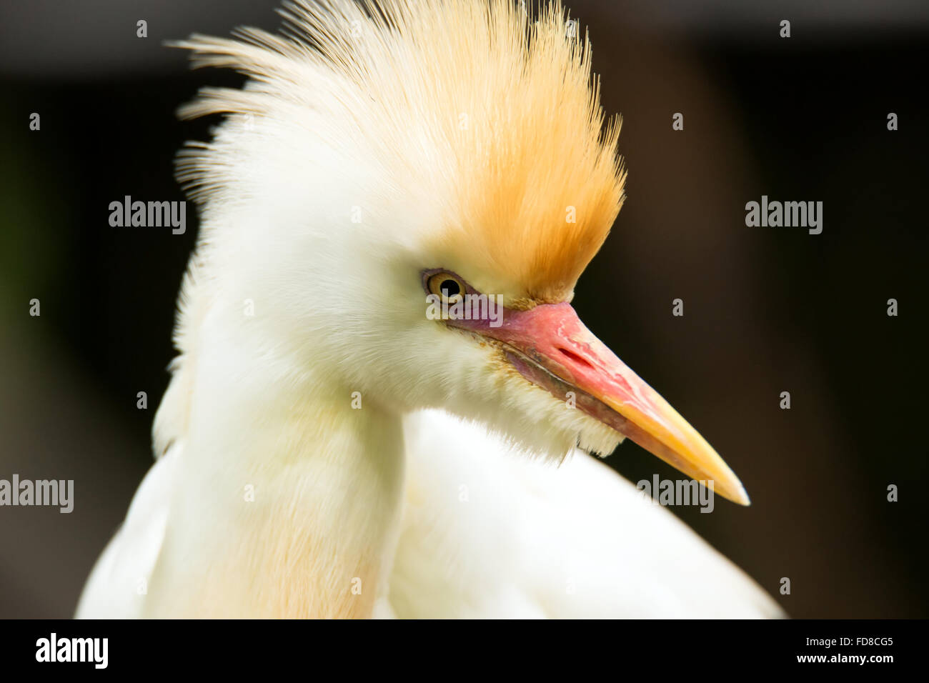 Portrait of Cattle Egret (Bubulcus ibis Stock Photo - Alamy