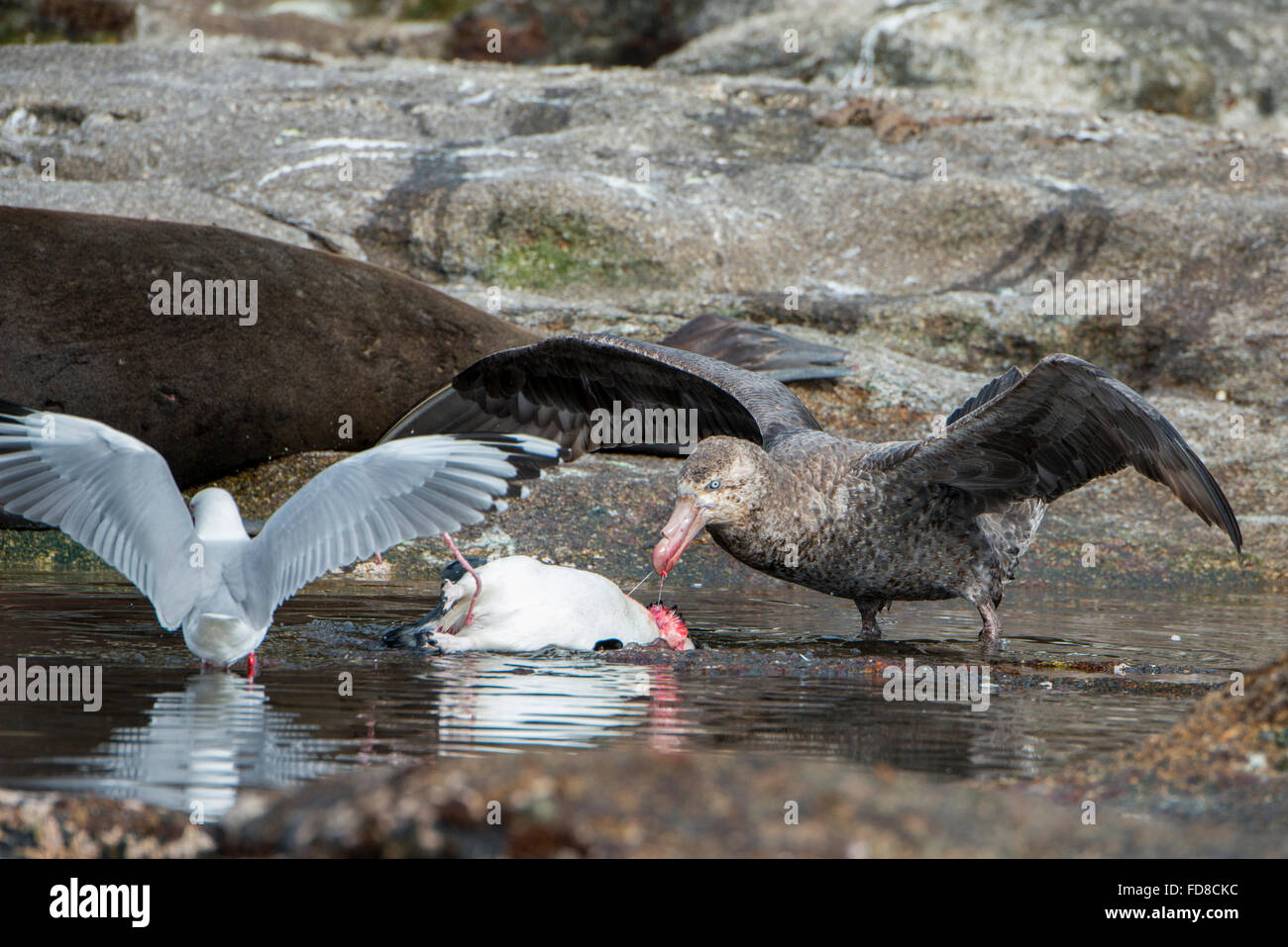 New Zealand, Snares Islands (The Snares). Southern giant petrel