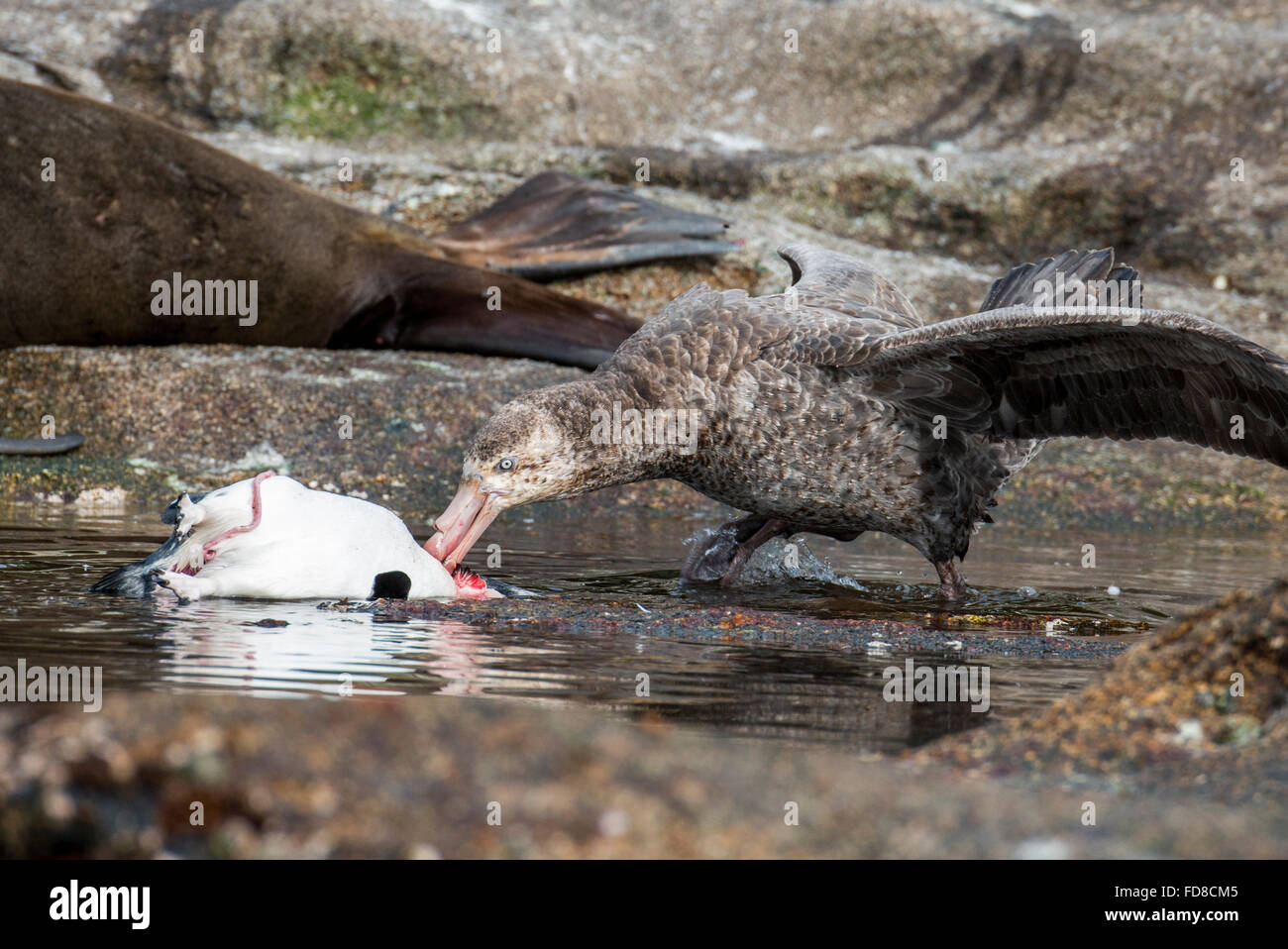 New Zealand, Snares Islands (The Snares). Southern giant petrel