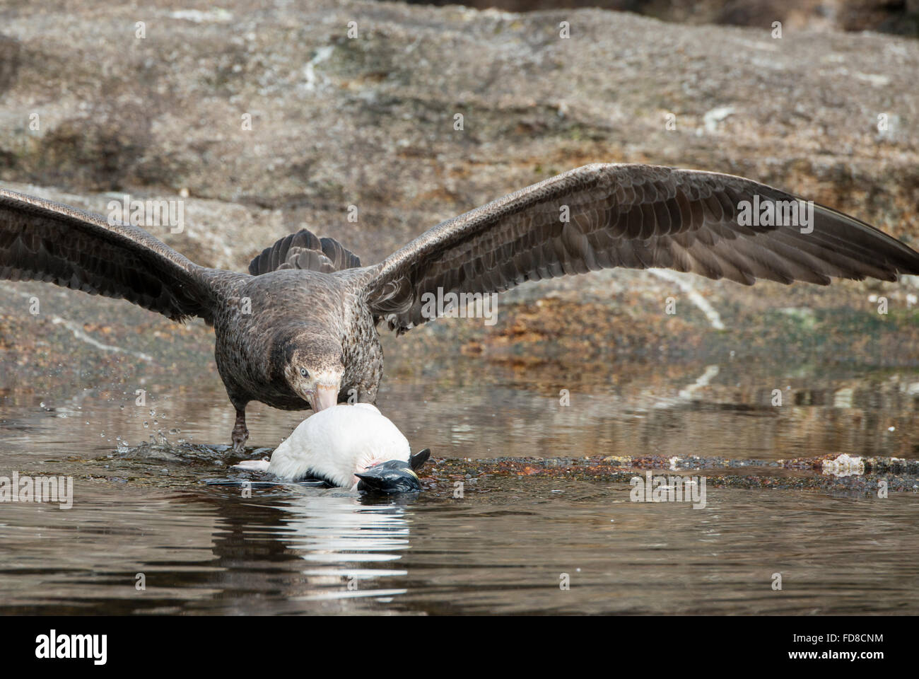 Penguin eat hi-res stock photography and images - Alamy