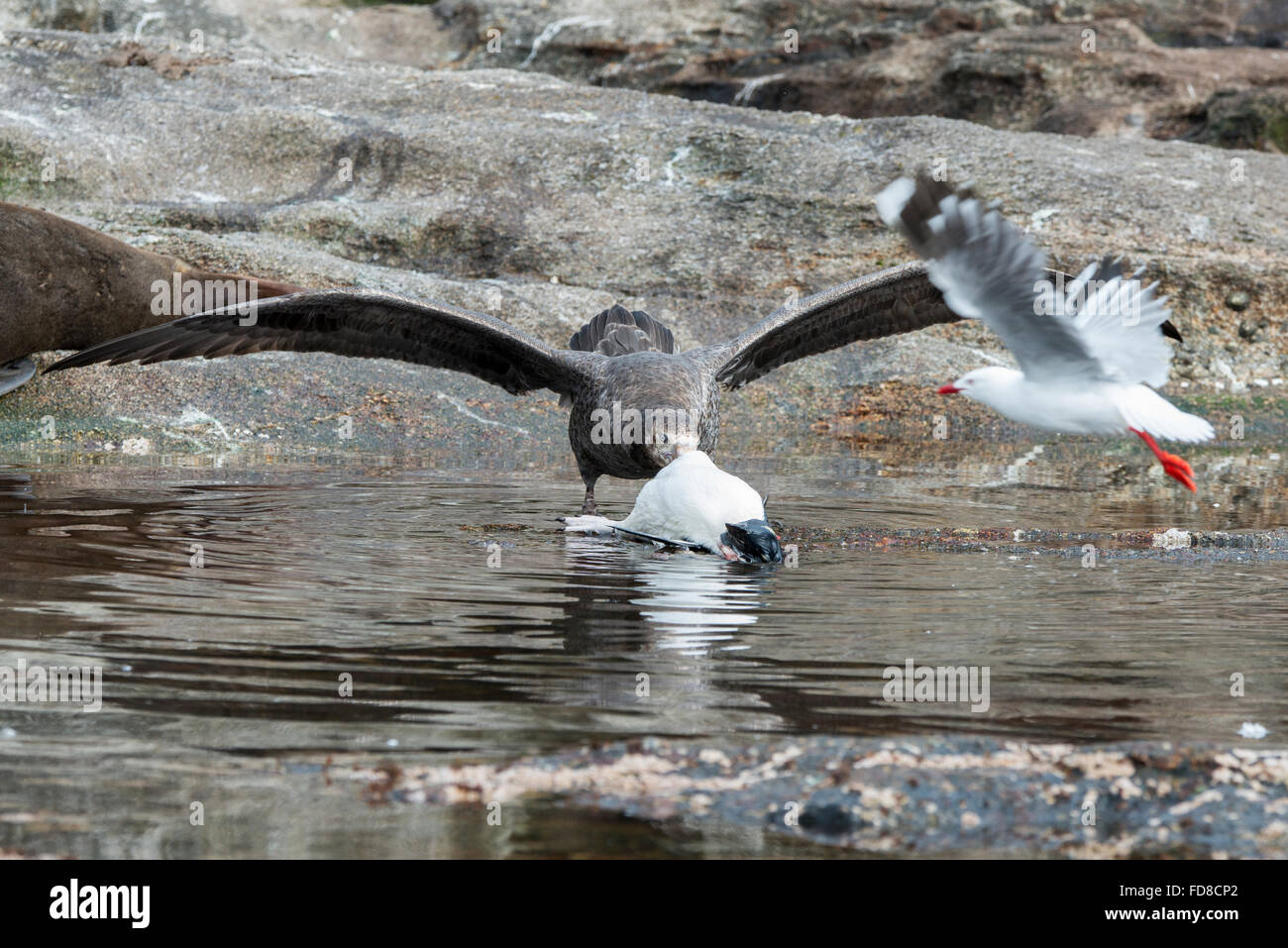 New Zealand, Snares Islands (The Snares). Southern giant petrel