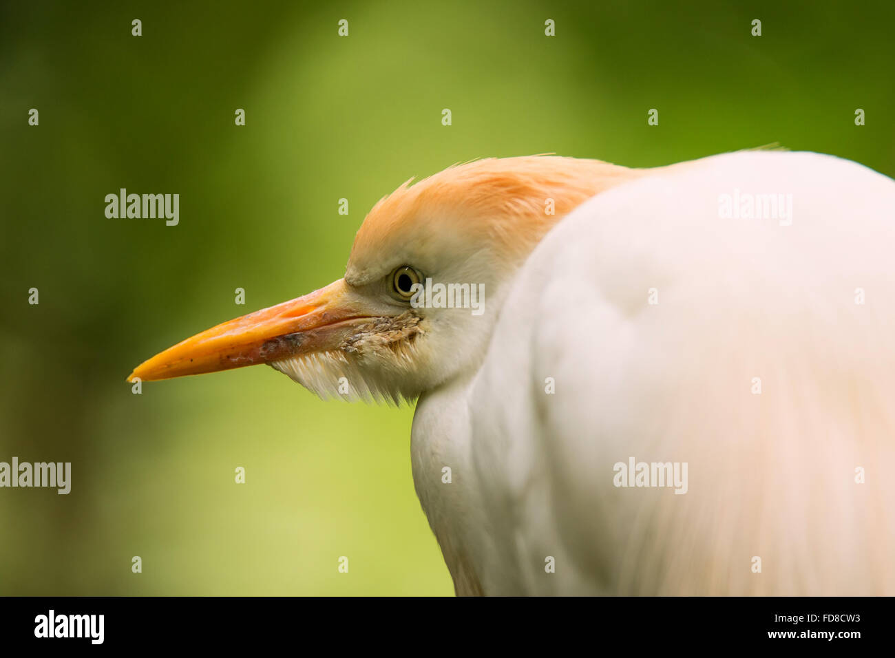 Portrait of Cattle Egret (Bubulcus ibis Stock Photo - Alamy