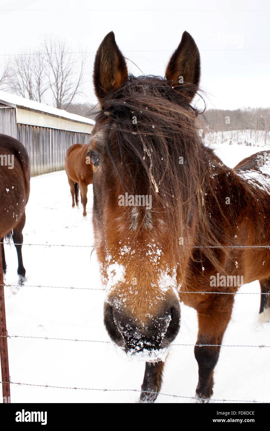 Horse with snow on its face. Stock Photo