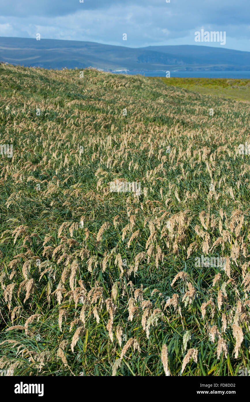 New Zealand, Auckland Islands, uninhabited archipelago in the south Pacific Ocean, Enderby Island. Tussac grass (Poa litorosa). Stock Photo