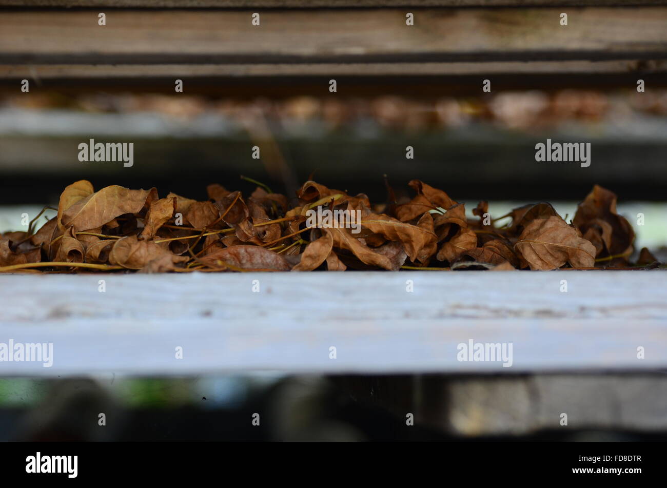 Dry Leaves On Roof Stock Photo - Alamy