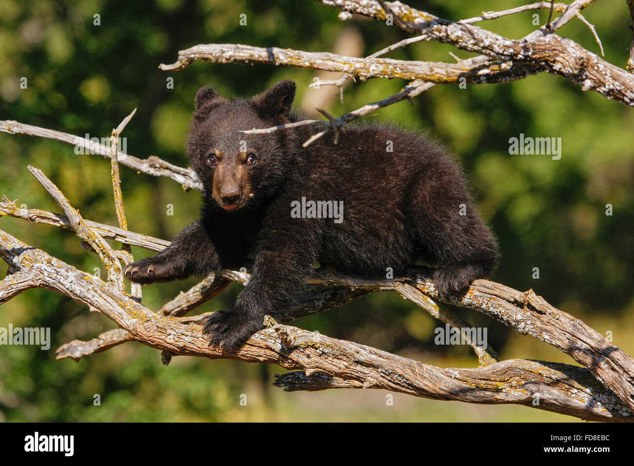 Baby American black bear (Ursus americanus) sitting on a tree Stock Photo