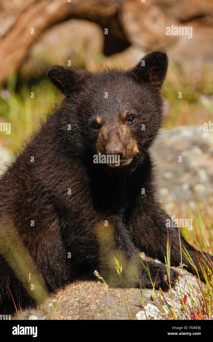 Portrait of baby American black bear (Ursus americanus) sitting on a tree Stock Photo