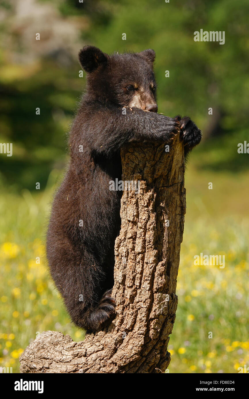 Baby American black bear (Ursus americanus) playing with a log Stock Photo