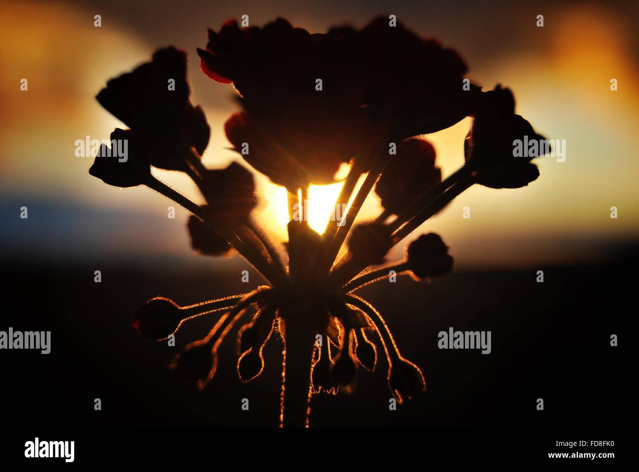 Backlit Flower High Resolution Stock Photography and Images - Alamy