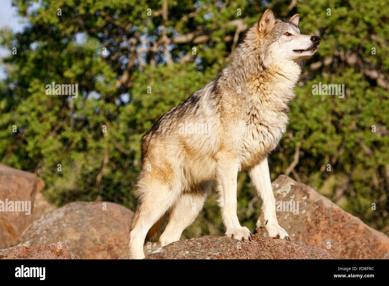 Gray wolf (Canis lupus) standing on rocks Stock Photo - Alamy