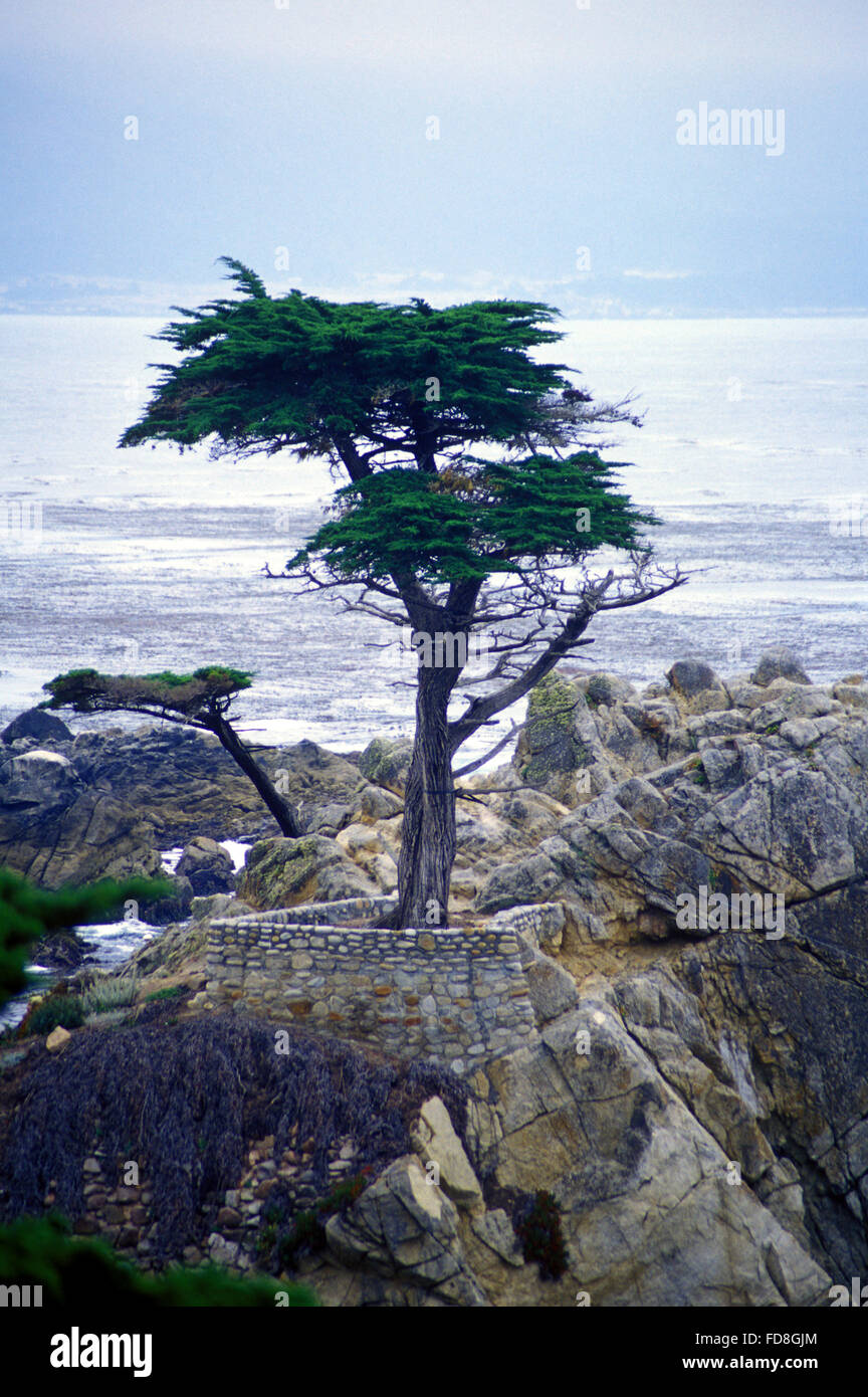 Tree Growing On Rocky Elevation Stock Photo Alamy