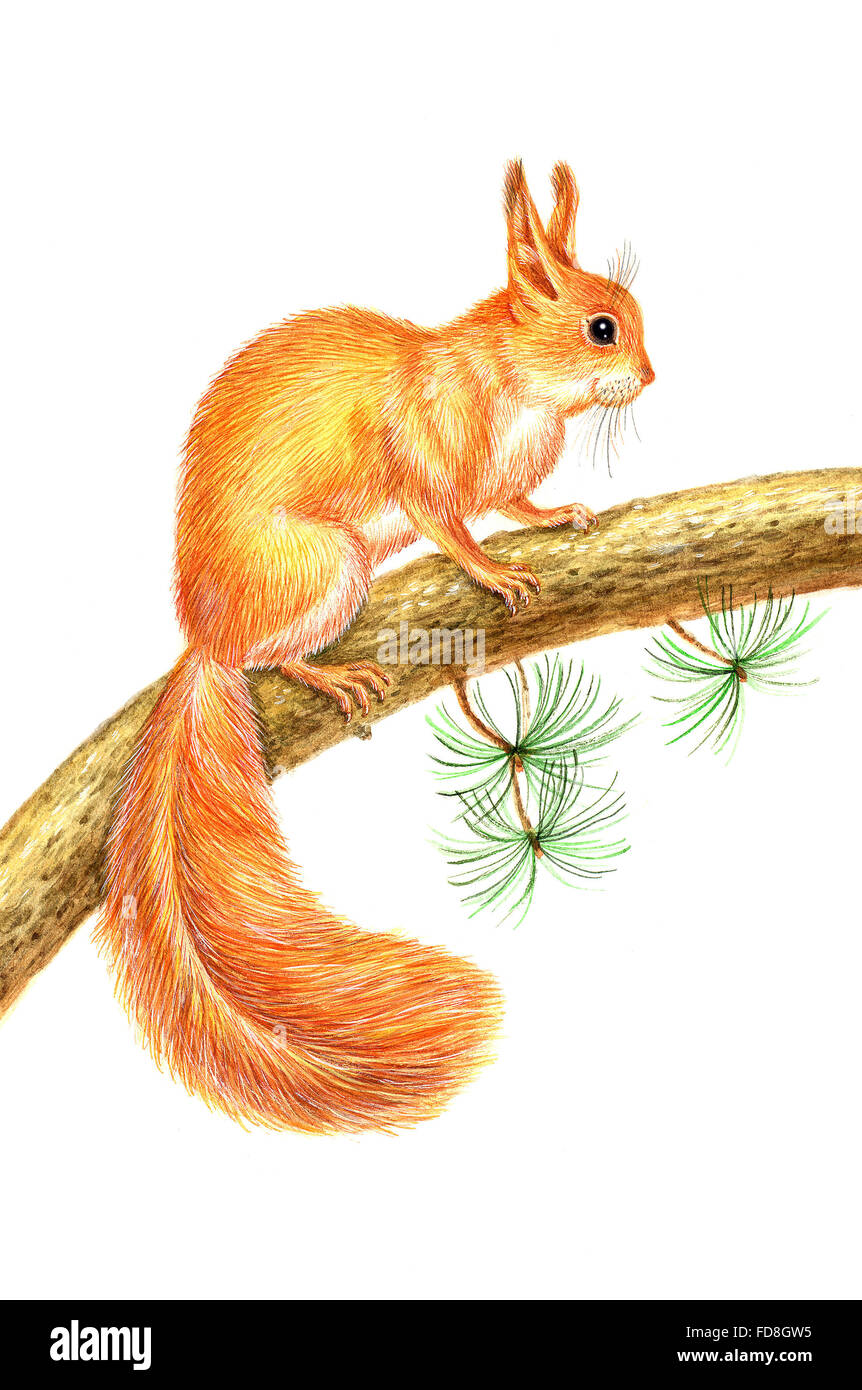 How To Draw A Squirrel Climbing A Tree