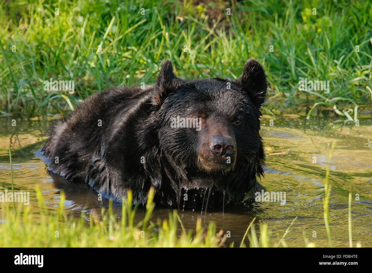 Portrait of American black bear (Ursus americanus) swimming Stock Photo