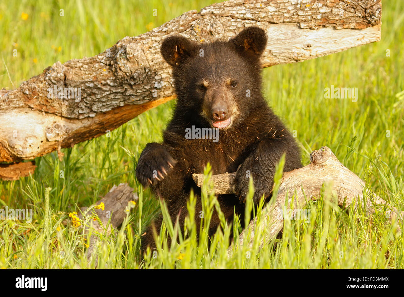 Baby black bear hi-res stock photography and images - Alamy