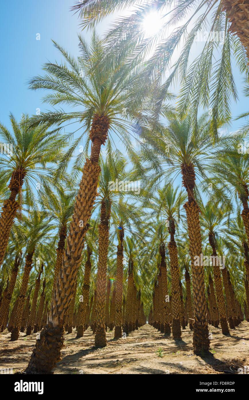 A palm tree farm in Imperial County, California Stock Photo