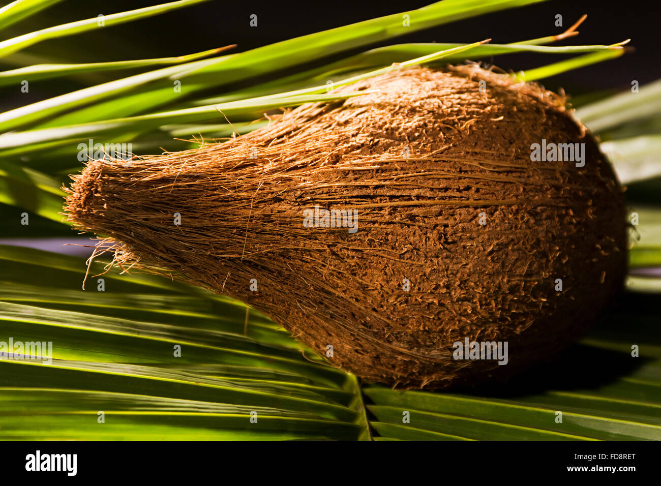 Coconut Fruits and Leaf Nobody Stock Photo Alamy