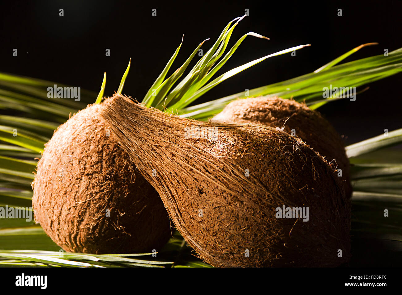 Coconut Fruits and Leaf Nobody Stock Photo Alamy