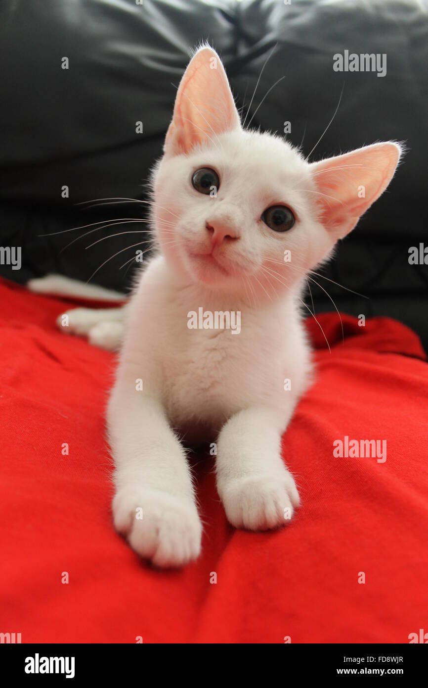 White cat close up head hi-res stock photography and images - Alamy