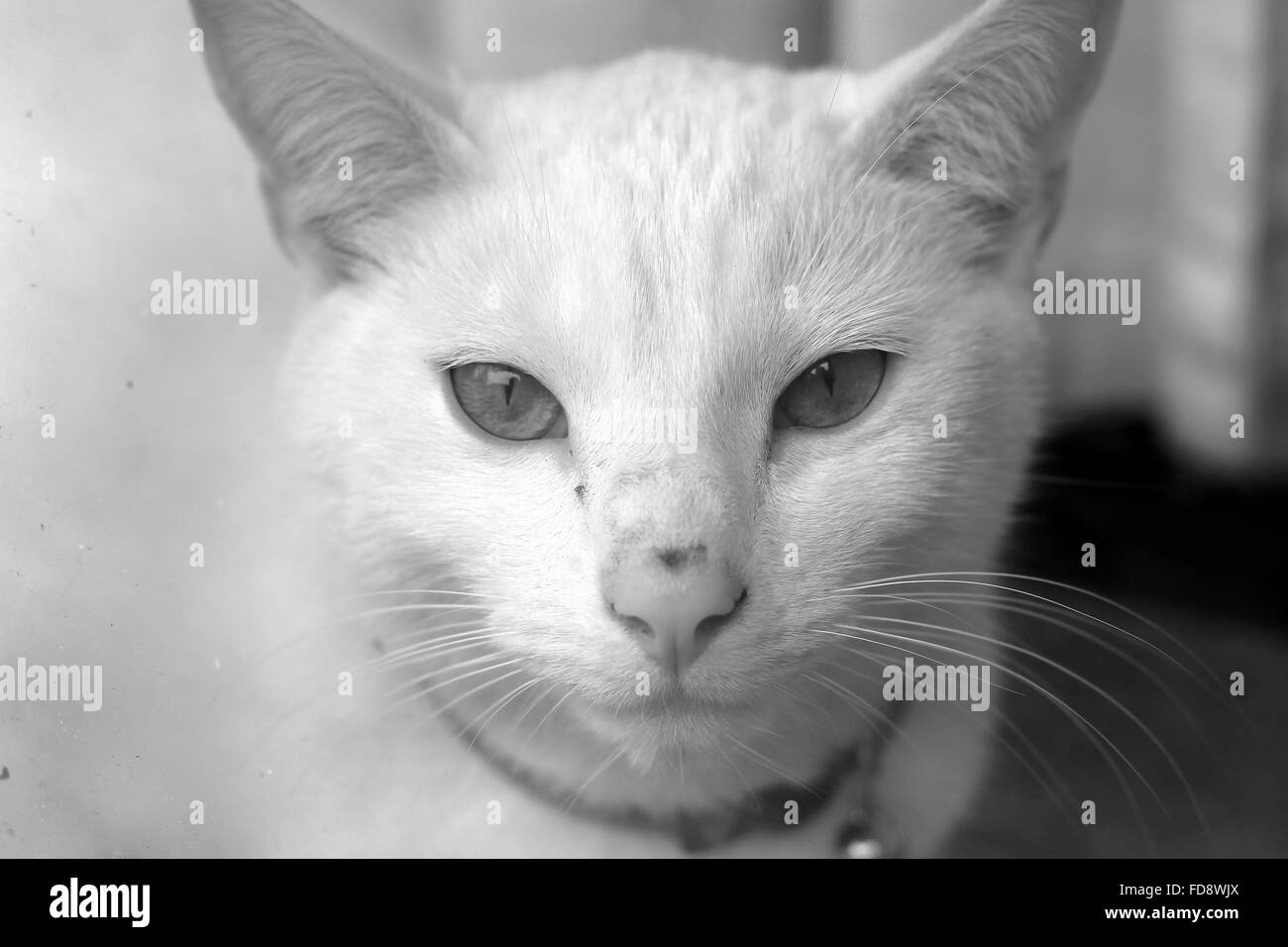 White cat close up head Black and White Stock Photos & Images - Alamy