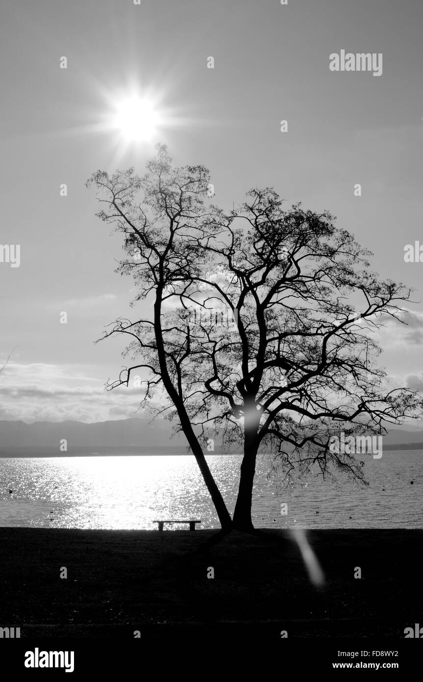 Silhouette Tree Against Lake On Sunny Day Stock Photo