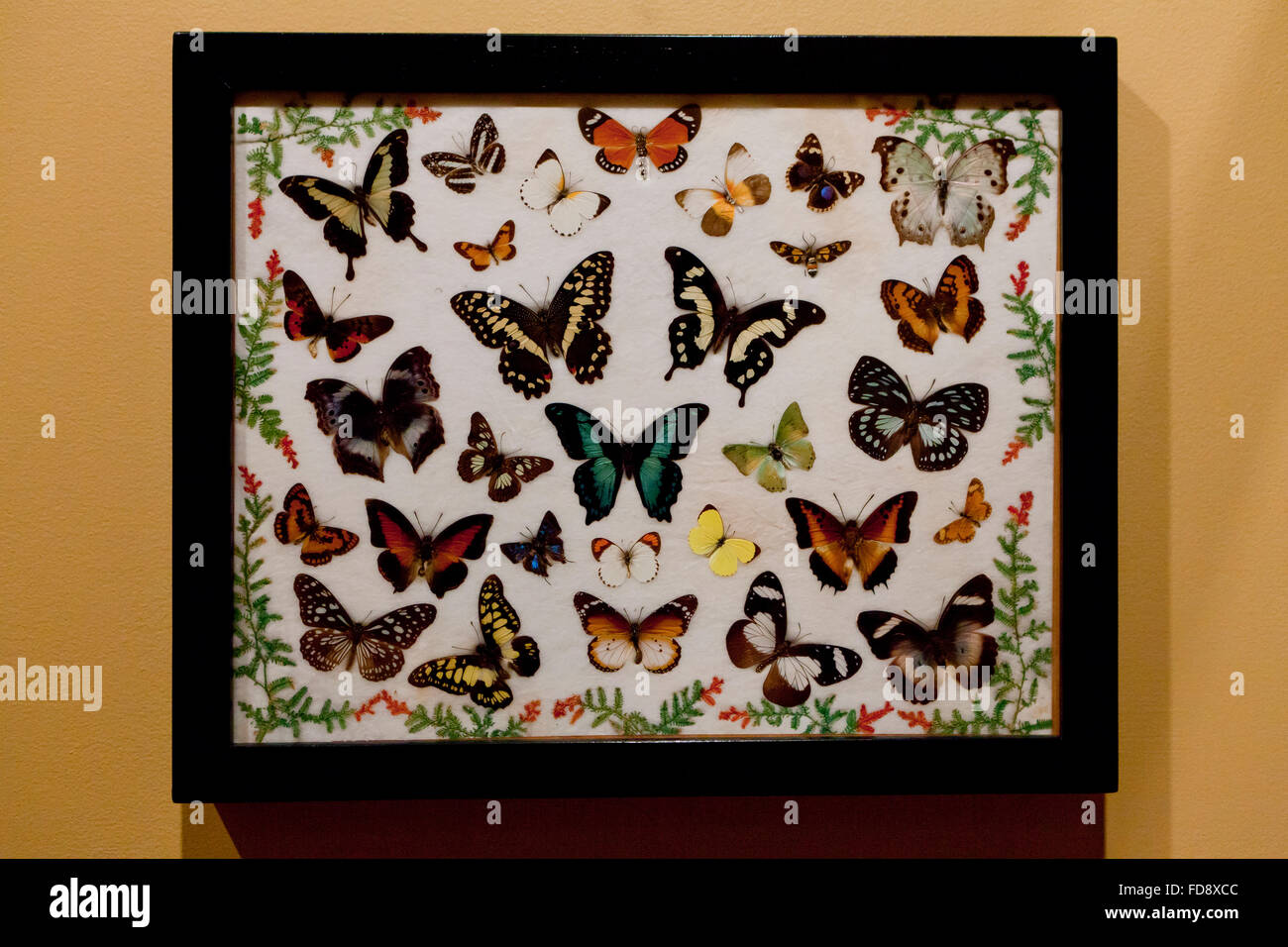 "BUTTERFLY COLLECTION" A lovely stylish framed picture of paper Butteflies 