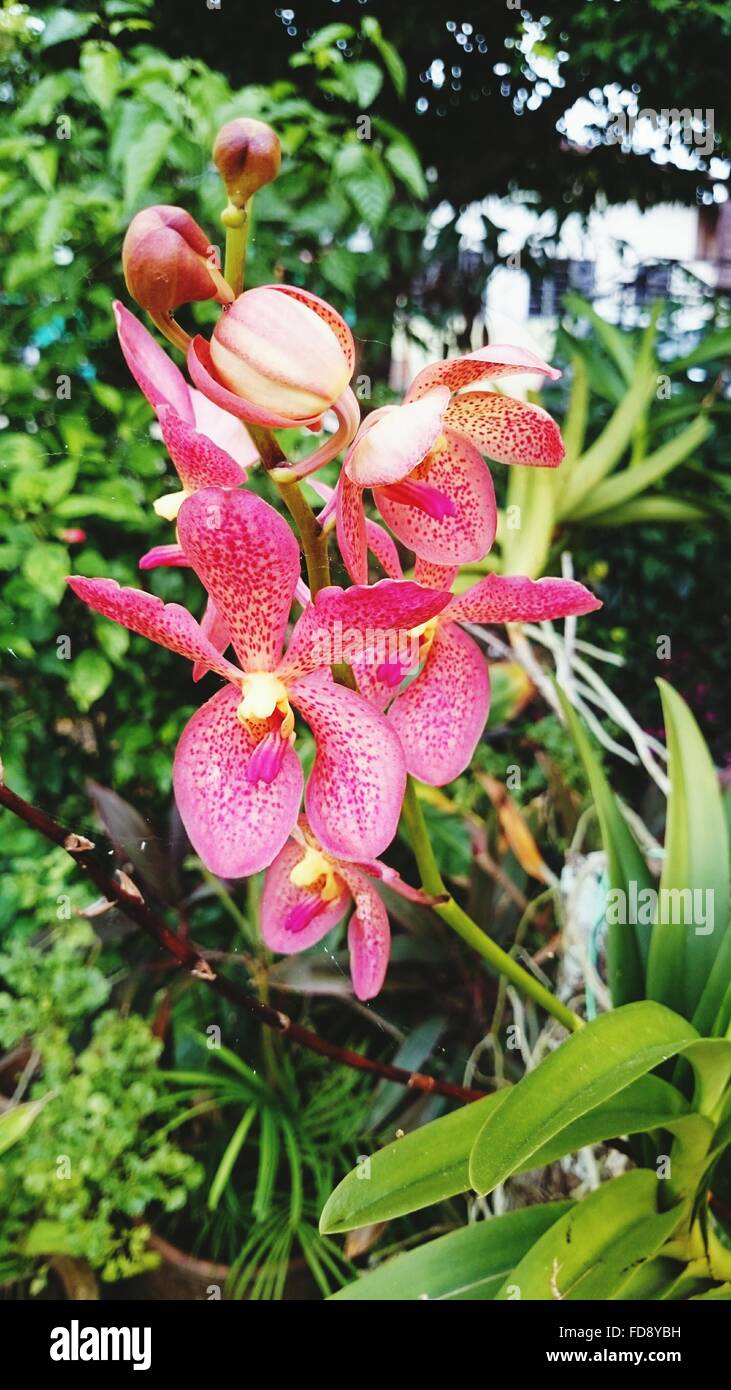 Mokara Orchid Blooming In Park Stock Photo - Alamy