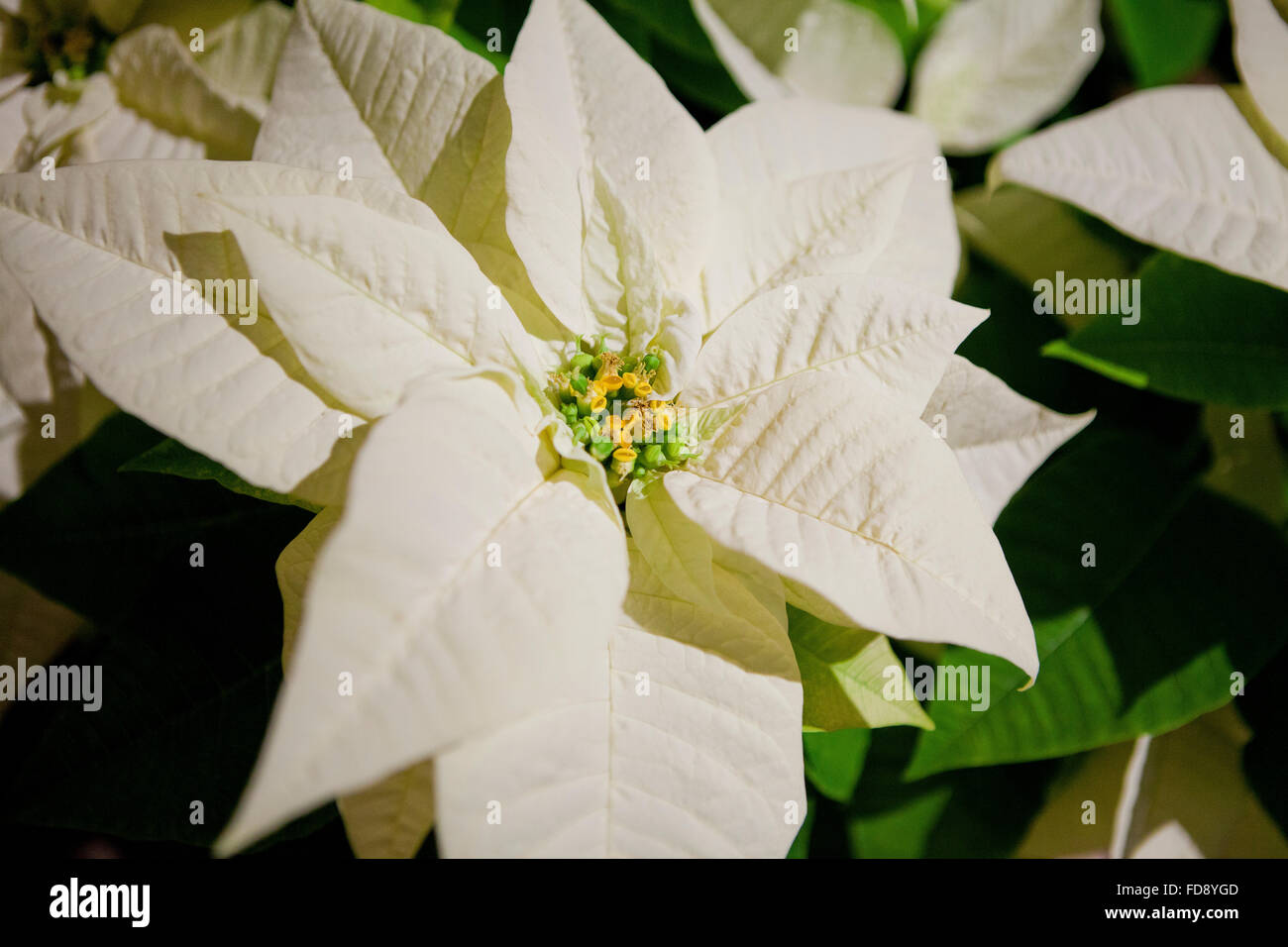 White Poinsettia plant (Euphorbia pulcherrima) Stock Photo