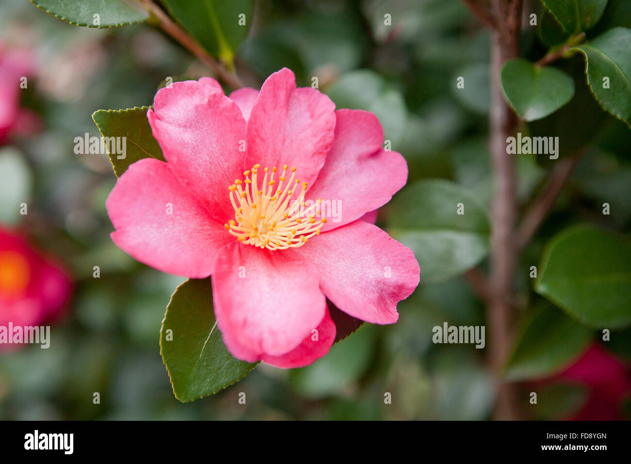 Sasanqua camellia (Camellia sasanqua) flower - USA Stock Photo
