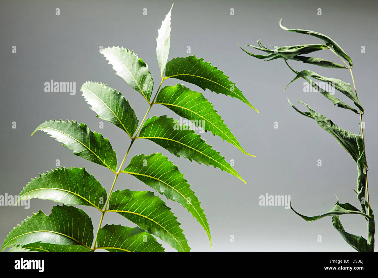 Neem leaf hires stock photography and images Alamy