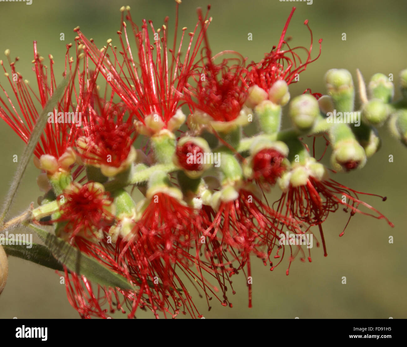 Callistemon viminalis, Weeping bottlebrush, evergreen tree drooping branches, linear-lanceolate hairy leaves and red flowers, Stock Photo